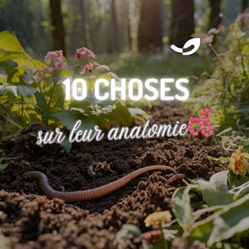 10 choses que vous ne savez (peut-être) pas sur les vers de terre et leur anatomie