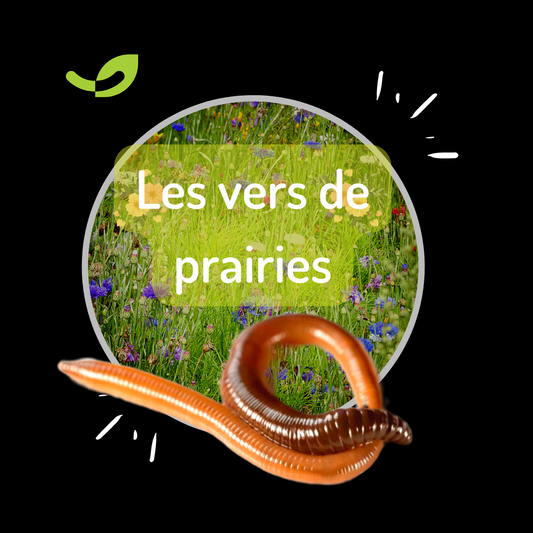 les VERS DE PRAIRIES 🌱🪱