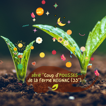 Jeunes Plants et Aromates du moment | série 'Coup d'Pousses'