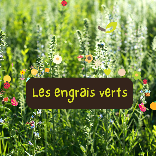 Semences Engrais Verts | Sachet à l'unité KOKOPELLI