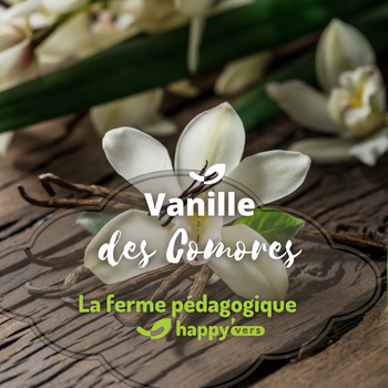 Vanilles des Comores