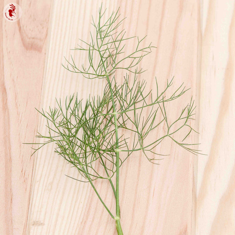 Semences Potagères Aromates Florales Médicinales | Sachet à l'unité KOKOPELLI