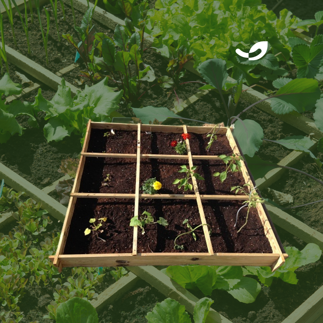 CARRE POTAGER LOMBRICOLE