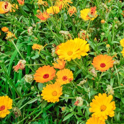 Semences Potagères Aromates Florales Médicinales | Sachet à l'unité KOKOPELLI