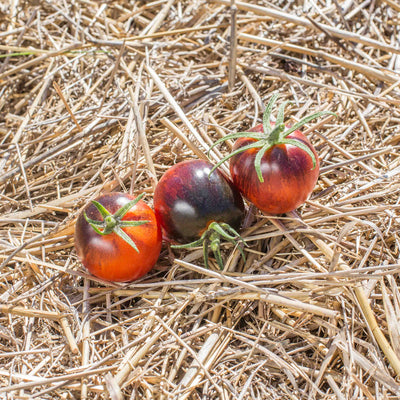 Semences Potagères TOMATES | Sachet à l'unité KOKOPELLI