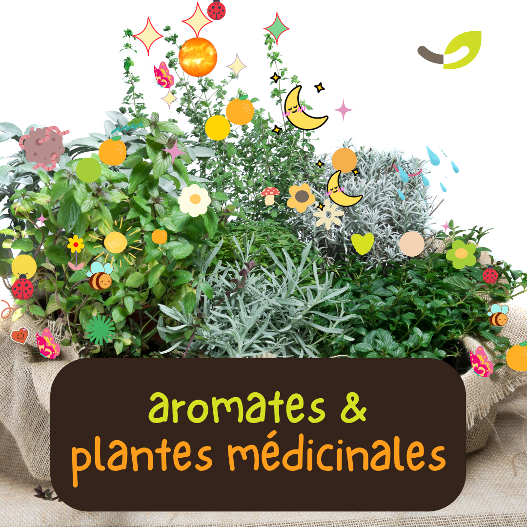 Semences Aromates et Plantes médicinales | ASSORTIMENTS et CADEAUX FERTILES, KOKOPELLI