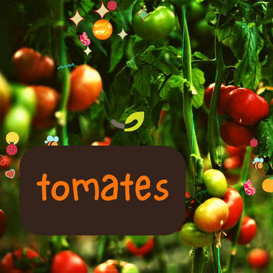 Semences Potagères TOMATES | Sachet à l'unité KOKOPELLI