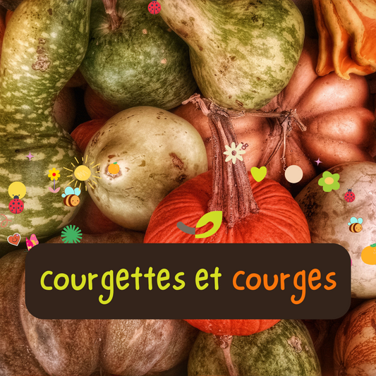 Semences Potagères COURGES & COURGETTES | Sachet à l'unité KOKOPELLI