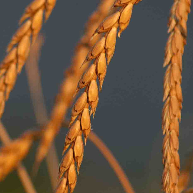 Semences Engrais Verts | Sachet à l'unité KOKOPELLI