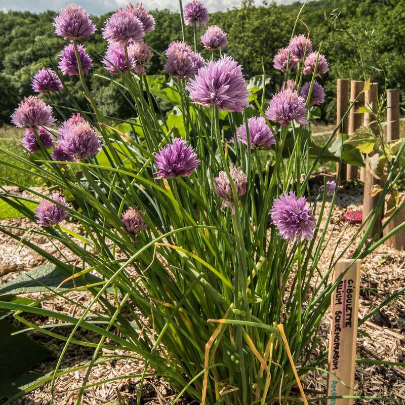 Semences Potagères Aromates Florales Médicinales | Sachet à l'unité KOKOPELLI