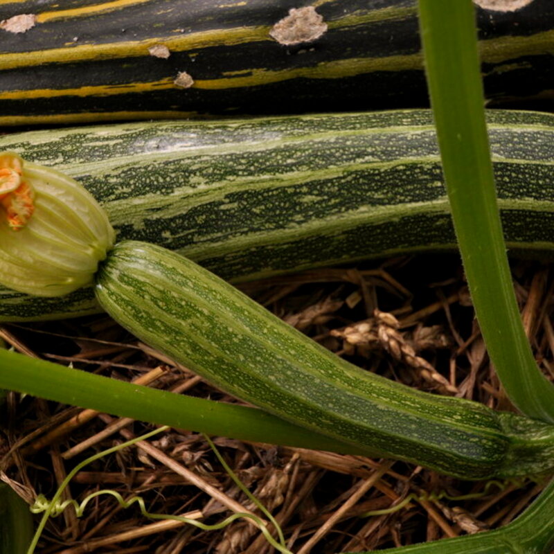Semences Potagères COURGES & COURGETTES | Sachet à l'unité KOKOPELLI