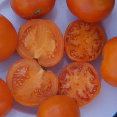 Semences Potagères TOMATES | Sachet à l'unité KOKOPELLI