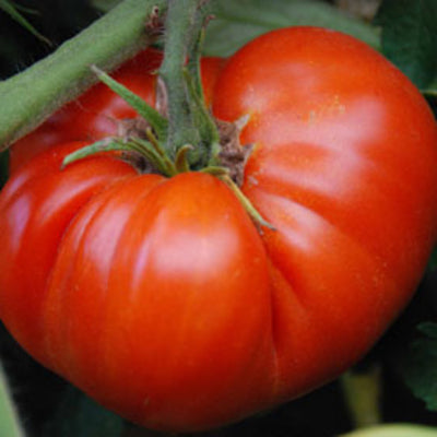 Semences Potagères TOMATES | Sachet à l'unité KOKOPELLI