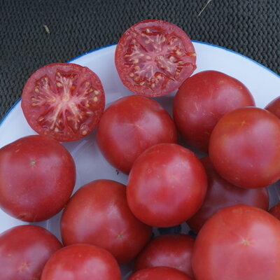 Semences Potagères TOMATES | Sachet à l'unité KOKOPELLI