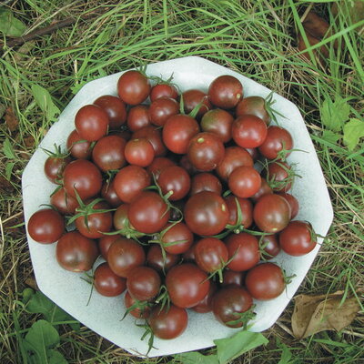 Semences Potagères TOMATES | Sachet à l'unité KOKOPELLI