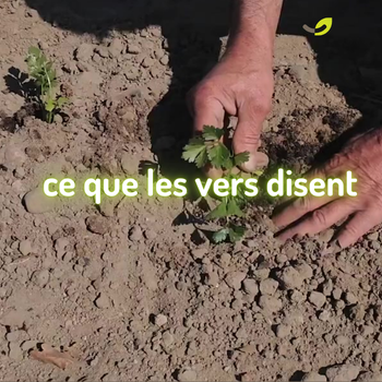 🌍 Vers de terre : que nous révèle leur milieu naturel ?*