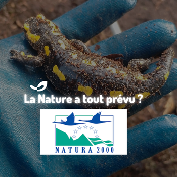 On a découvert que nos forêts sont en zone Natura 2000…