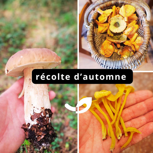 Récolte automnale à la Ferme Happy’Vers : courges, maïs et champignons*
