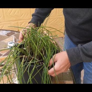 Rempoter de la ciboulette avec du lombricompost : les étapes*
