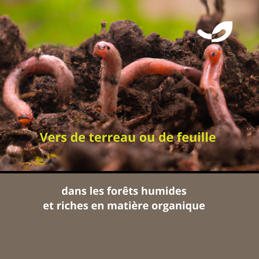 Types de vers de terre : épigés, endogés et anéciques*