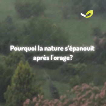 Sais-tu pourquoi tout verdit après un orage ? ⛈️🌱