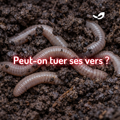 🔥Canicule et lombricompostage : protéger ses vers de la chaleur*