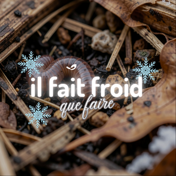 🪱❄️Lombricompostage en hiver : comment savoir si mes vers vont bien ?*