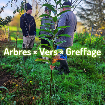 🌳Greffage et agroforesterie : immersion et transmission en 2025*