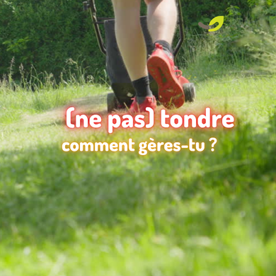 Tondre ou laisser pousser ? Observer son jardin avant d’agir*