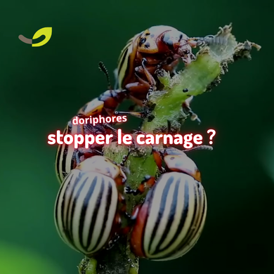 Doryphores sur les pommes de terre : les reconnaître et réagir*