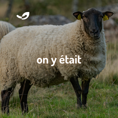 🐑 Fête des Moutonniers à Anglade | Ferme de Pallard*