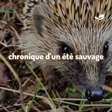 🦔🦅🦉 Faune sauvage à la ferme : chronique d'un été chez Happy'Vers*