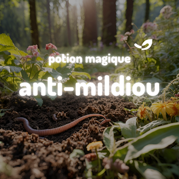 Mildiou des tomates : prévention, bons gestes et erreurs à éviter*