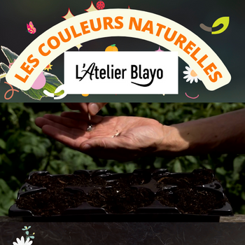 Lombricompost et plantes tinctoriales : expérimentation avec l’Atelier Blayo*