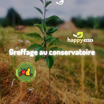 🌳 Greffage d’arbres fruitiers rustiques : notre conservatoire en Gironde*