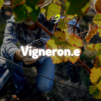 Lombricompostage en viticulture : une approche pour accompagner la gestion des matières organiques
